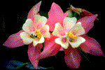 EMOTICON abeilles 124