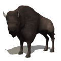 Gifs Animés bisons 5