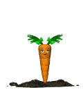 Gifs Animés carottes 34