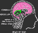 EMOTICON cerveau 22