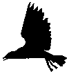Gifs Animés corbeau 1