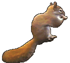 Gifs Animés ecureuil 19