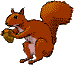 Gifs Animés ecureuil 6