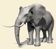 Gifs Animés elephants 159