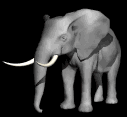Gifs Animés elephants 206