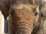 Gifs Animés elephants 223