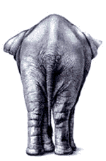 Gifs Animés elephants 357