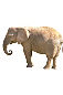 Gifs Animés elephants 401