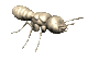 Gifs Animés fourmies 12