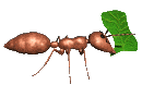 Gifs Animés fourmies 17