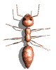 Gifs Animés fourmies 26