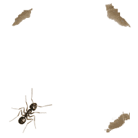 Gifs Animés fourmies 57