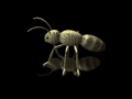 Gifs Animés fourmies 58