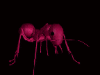 Gifs Animés fourmies 59