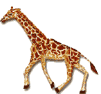 Gifs Animés girafes 11