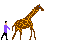 Gifs Animés giraffe 2