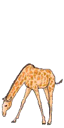 Gifs Animés giraffe 48