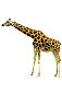 Gifs Animés giraffe 57