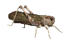 EMOTICON insect 110