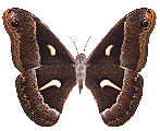 EMOTICON insect 154