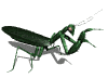 EMOTICON insect 51