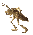 Gifs Animés insect 62