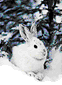 Gifs Animés lapins 313