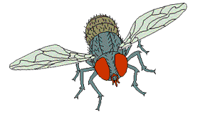 EMOTICON mouches moustiques 35