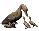 Gifs Animés oies-canard 62