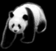 Gifs Animés panda 32
