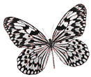 Gifs Animés papillons 104