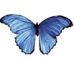 Gifs Animés papillons 119