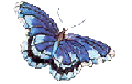Gifs Animés papillons 170
