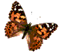 Gifs Animés papillons 220