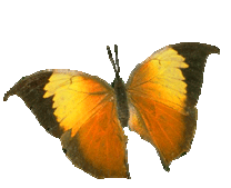 Gifs Animés papillons 237