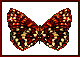 Gifs Animés papillons 247