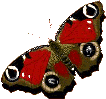 Gifs Animés papillons 326