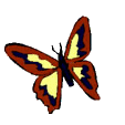 Gifs Animés papillons 333