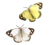 Gifs Animés papillons 68