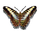 Gifs Animés papillons 84