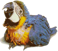 EMOTICON perroquets 14