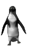 Gifs Animés pinguins 136
