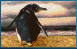 EMOTICON pinguins 137