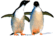Gifs Animés pinguins 177