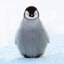 Gifs Animés pinguins 32
