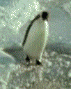 Gifs Animés pinguins 85