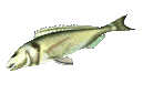 Gifs Animés poissons 152