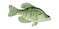 EMOTICON poissons 169