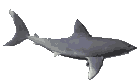 Gifs Animés requins 30