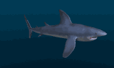 EMOTICON requins 38